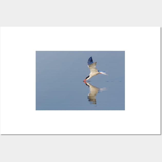 Common Tern Drinking Wall Art by jforno